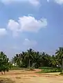 The school ground