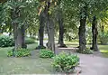 Lime Trees Pergola in late summer 2012