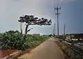 Sugar Road