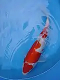 Japanese Koi
