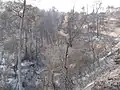 The forest after the fire