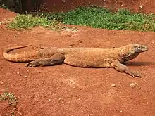 The Komodo dragon, an insular giant and the largest lizard, has serrated teeth and a venomous bite.