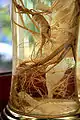 Sansam-ju (wild ginseng liquor)