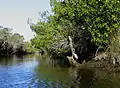 Herons on the Estero.