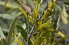 Jointed mistletoe Korthalsella rubra on Atalaya hemiglauca, just north of Breeza, NSW, Australia, 14 June 2015