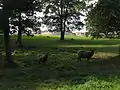 Sheep and cattle are keeping the landscape open in the national park