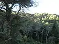 Along the footpath