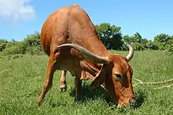 Afrikaner cow grazing