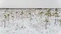Kuresoo bog in winter