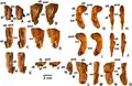 Large proximal femora