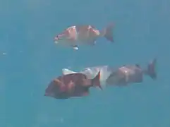 Blue sea chub (Kyphosus cinerascens)