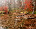 Autumn in Bariloche, Argentina.