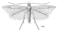 Batrachedra arenosella