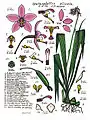 Spathoglottis plicata by Lewis Roberts