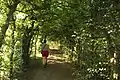 Hornbeam-covered walk (573&nbsp;m&nbsp;[627&nbsp;yd; 1,880&nbsp;ft])