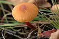 Laccaria laccata