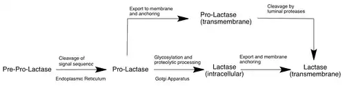 Schematic of processing and localization of human lactase translational product