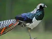 Male