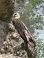 Bearded vultureGypaetus barbatus