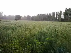 Khorramdarreh wheatlands