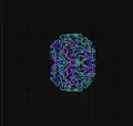 LLRR: Grows symmetrically.