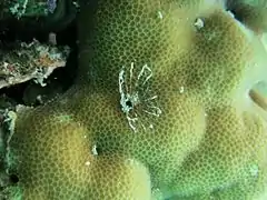 Lanice sp.