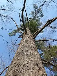 A large eastern white pine (P.&nbsp;strobus) in Southern Ontario, Canada