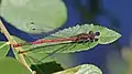 Image 4Large red damselfly in Swinley Forest, Berkshire (from Portal:Berkshire/Selected pictures)