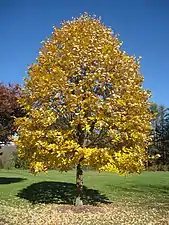 Lime tree