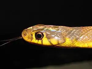 Head