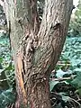 Healthy main trunk of mature specimen, Royal Botanic Garden Edinburgh.