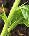 Young spines borne in leaf axils of vigorous Spring shoot with densely pubescent stem.