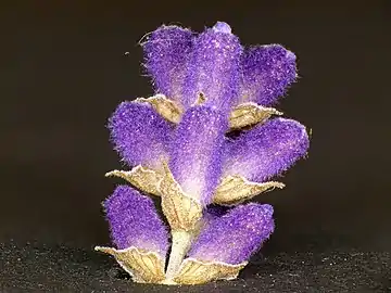 Calyx (purple) and flower bracts (light brown)