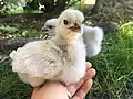 Two Lavender Orpington chicks.