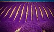 Lavender garden, India