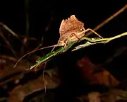 Typophyllum laciniosum