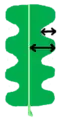 pinnately-parted