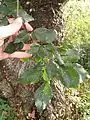 Leaves of non-ornamental U. × viminalis, Mepal, Cambridgeshire