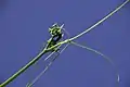 Shoot tip with tendrils of chayote (Nepal)
