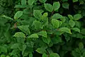 Leaves
