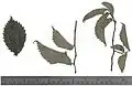 Leaves of 'Concavaefolia', one unfolded, the others pressed in curled state (Warriston Cemetery, Edinburgh, September, 2016)
