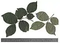 Short-shoot leaves