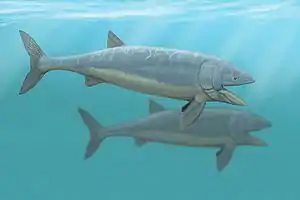 Leedsichthys, a mid-Jurassic filter feeder fish, may have reached sizes of 7–16.5&nbsp;m (23–54&nbsp;ft).