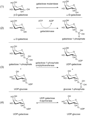 Steps in the Leloir pathway of galactose metabolism.