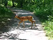 Deer crossing the broad trail