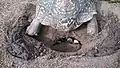 Leopard tortoise closing hole with eggs in