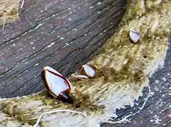 Goose barnacles (Lepas sp., Cirripedia group)