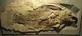 The Jurassic-Cretaceous lepisosteiform Scheenstia maxima