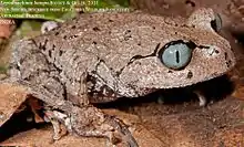 pale brown frog with blue eyes looking right