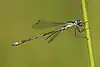 Lestes sponsa